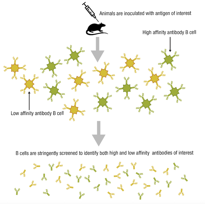 Antibody Essentials Part 1 Antibody Basics CST Blog